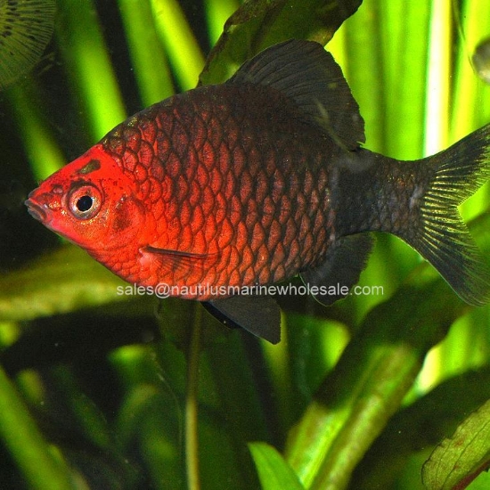 Picture of BARB: BLACK RUBY *ON SPECIAL*