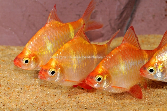 Picture of BARB: TIGER ALBINO LG