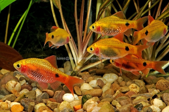 Picture of BARB: RED GLASS *ON SPECIAL*