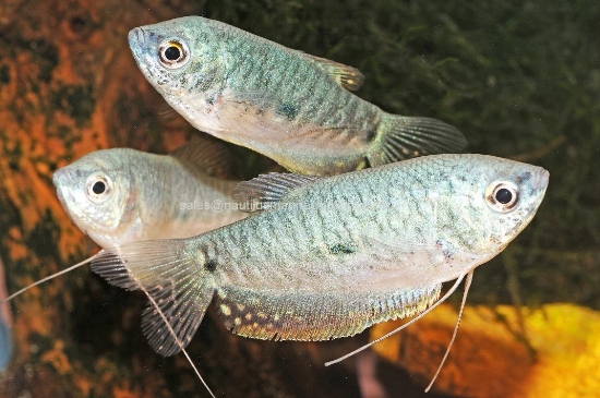 Picture of GOURAMI: BLUE REG *ON SPECIAL*