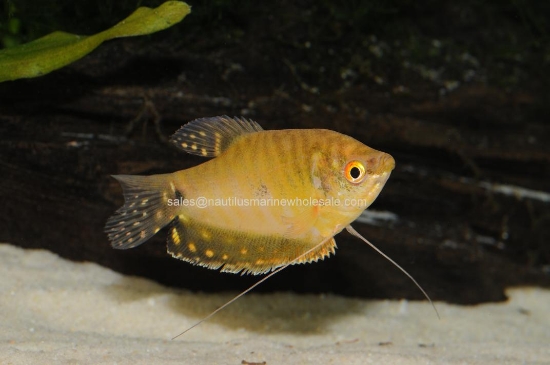 Picture of GOURAMI: GOLD *ON SPECIAL*