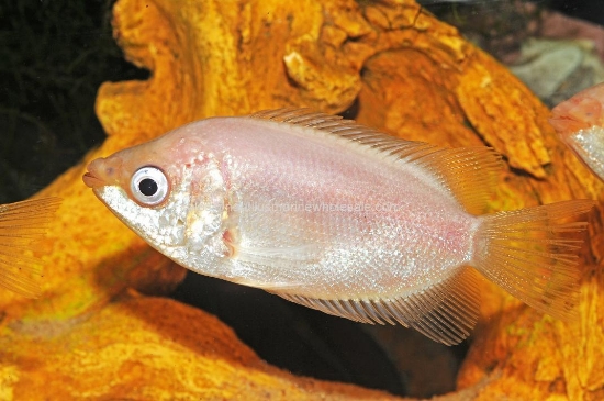 Picture of GOURAMI: KISSER PINK *ON SPECIAL*