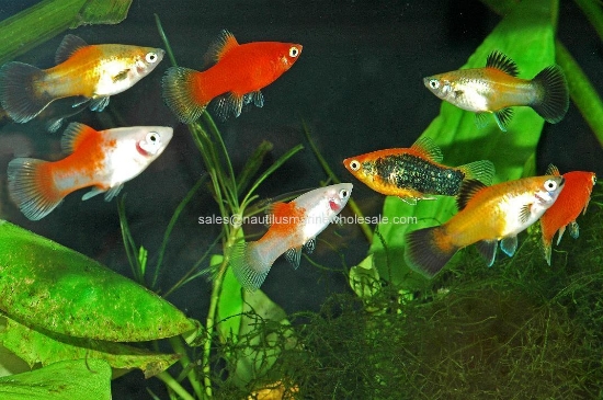 Picture of PLATY: ASSORTED *ON SPECIAL*