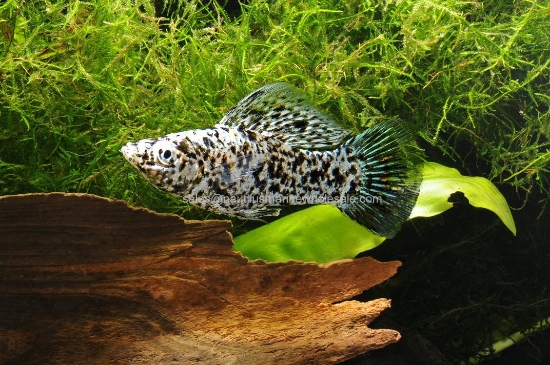 Picture of MOLLY: DALMATION 