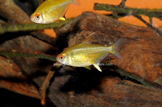 Picture of TETRA: LEMON (FL)