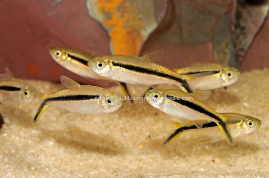 Picture of TETRA: PENGUIN (FL) *ON SPECIAL*