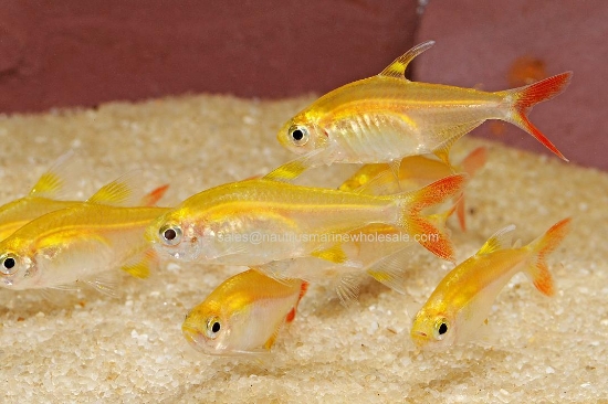 Picture of TETRA: PRISTELLA GOLD