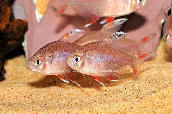 Picture of TETRA: CANDY CANE (HY511) *ON SPECIAL*