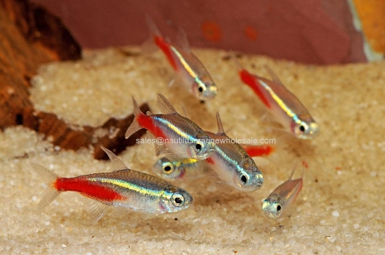 Picture of TETRA: NEON LG (FL BRED) *EDLP SPECIAL*