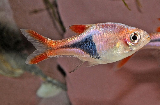 Picture of RASBORA: HET. *ON SPECIAL*