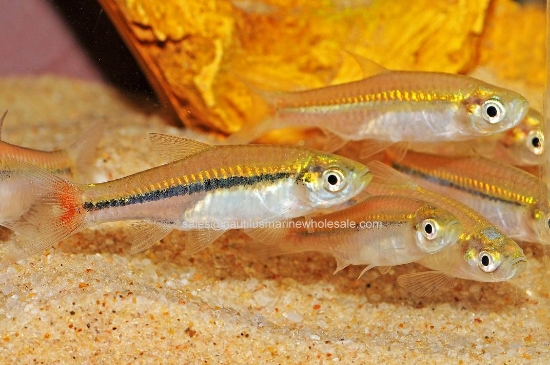 Picture of RASBORA: BRILLIANT