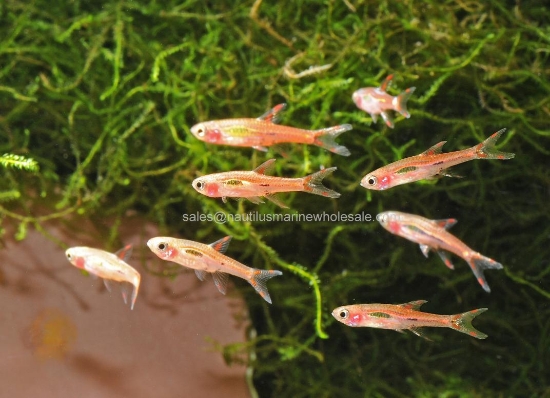 Picture of RASBORA: CHILI (EXCLAMATION POINT, NOT BRIGGITAE)