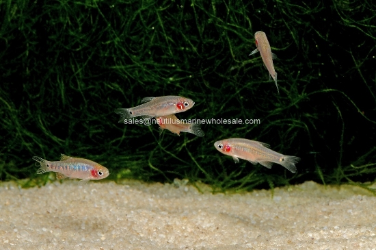 Picture of RASBORA: EMERALD DWARF