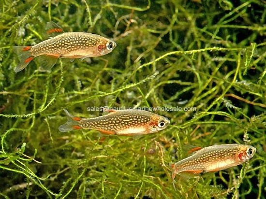 Picture of RASBORA: GALAXY W.W.