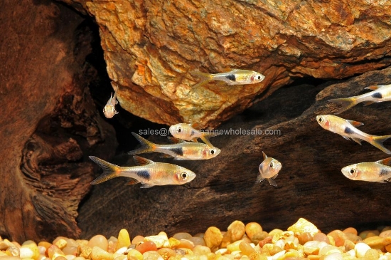 Picture of RASBORA: LAMB CHOP (ESPEI)