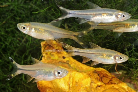 Picture of RASBORA: SCISSORTAIL