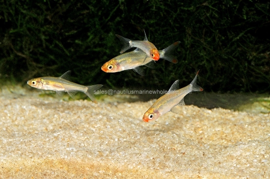 Picture of RASBORA: RUMMYNOSE ASIAN