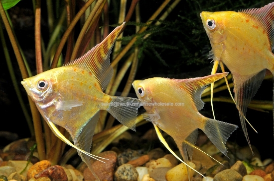 Picture of ANGEL: GOLD MD