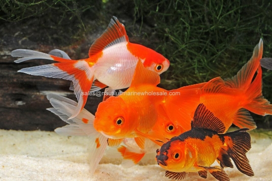 Picture of ORANDA: ASST 10-11cm