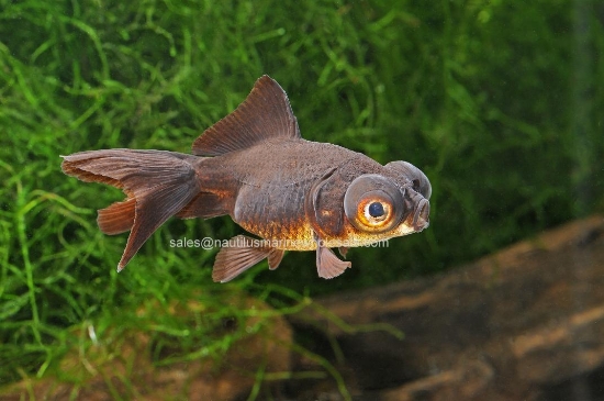 Picture of GOLDFISH: BLACK MOORE 8-9cm