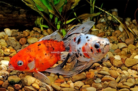 Picture of GOLDFISH: RYUKIN CALICO 8-9cm
