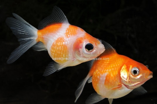 Picture of GOLDFISH: PEARLSCALE 1.5-2"