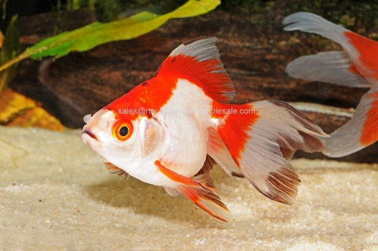 Picture of GOLDFISH: RYUKIN RED/WHITE 4.5"