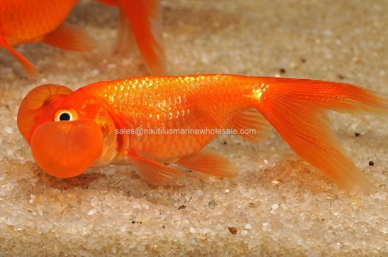Picture of GOLDFISH: BUBBLE EYE RED 2.5"