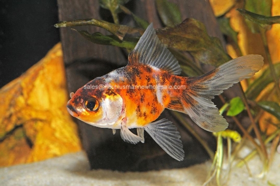 Picture of GOLDFISH: FANTAIL CALICO 1.5-2"