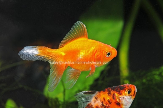 Picture of GOLDFISH: ASST FANTAIL 3-4"