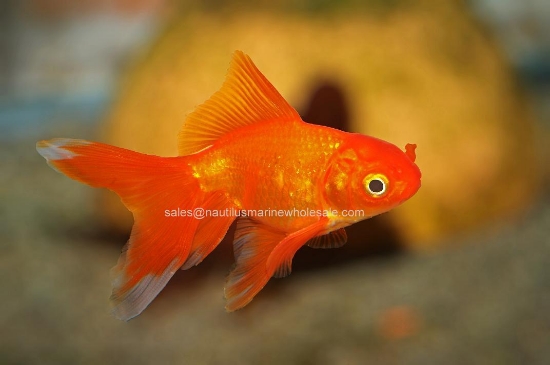 Picture of GOLDFISH: FANTAIL RED 2-2.5" *ON SPECIAL*