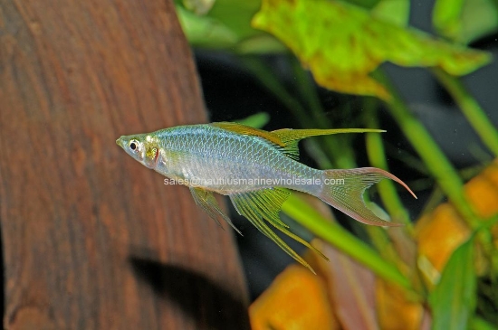 Picture of RAINBOW: FEATHERFIN