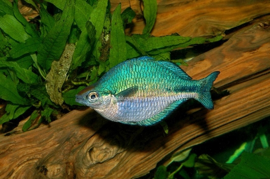 Picture of RAINBOW: TURQUOISE REG