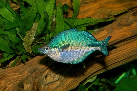 Picture of RAINBOW: TURQUOISE MD *ON SPECIAL*