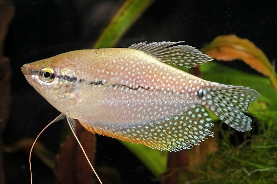 Picture of GOURAMI: PEARL LEERI