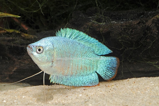 Picture of GOURAMI: POWDER BLUE DWARF