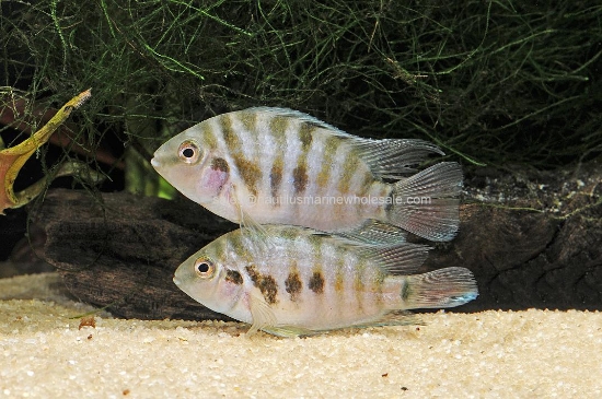 Picture of CICHLID: CONVICT BLACK MD