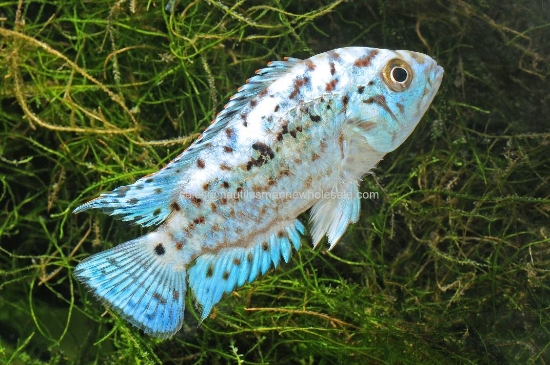 Picture of CICHLID: JACK DEMPSEY E.B. REG (FL BRED)