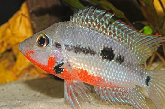 Picture of CICHLID: FIREMOUTH LG *ON SPECIAL*