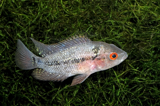 Picture of CICHLID: FLOWER HORN REG