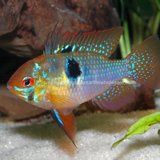Picture of CICHLID: RAM BLUE GERMAN (FL)
