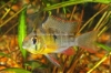 Picture of CICHLID: RAM BOLIVIAN