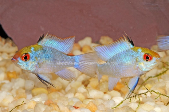 Picture of CICHLID: RAM ELECTRIC BLUE (IMPORT)