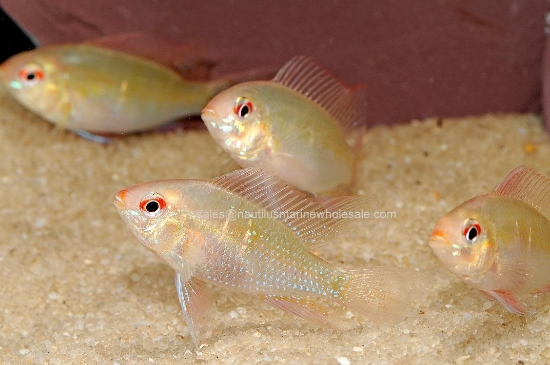 Picture of CICHLID: RAM GOLD GERMAN REG *ON SPECIAL*