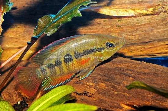 Picture of CICHLID: SALVINI 4"