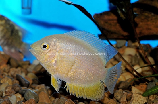 Picture of CICHLID: SEVERUM GOLD MD