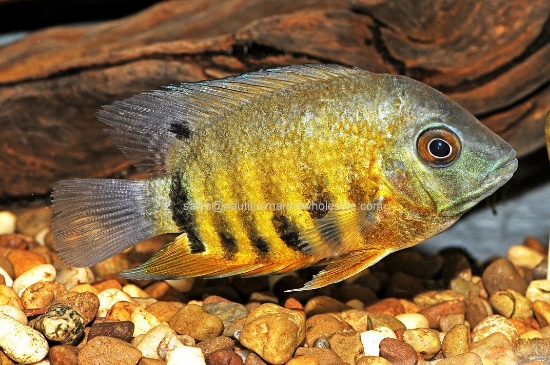 Picture of CICHLID: SEVERUM GREEN