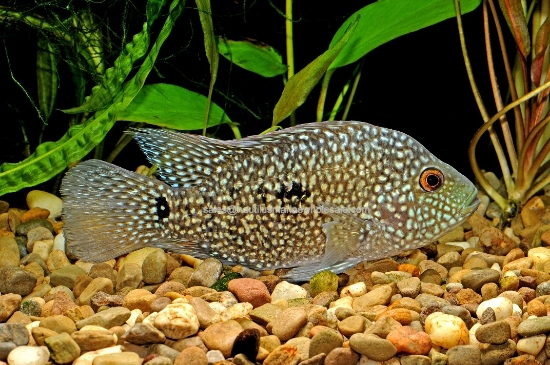 Picture of CICHLID: TEXAS *ON SPECIAL*