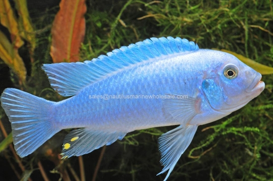 Picture of AFRICAN: MBUNA PS. COBALT BLUE REG