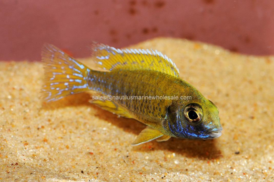 Nautilus Wholesale. AFRICAN: PEACOCK SUNSHINE MALE MD SCIENTIFIC NAME ...